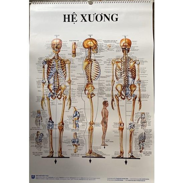 Sách - Tranh Giải Phẫu