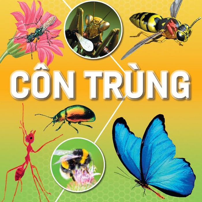 Hành Trình Khám Phá - Côn Trùng Hành Trình Khám Phá - Côn Trùng