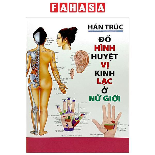 Đồ Hình Huyệt Vị Kinh Lạc Ở Nữ Giới