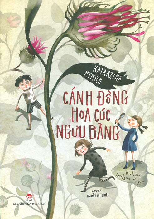 Cánh Đồng Hoa Cúc Ngưu Bàng Cánh Đồng Hoa Cúc Ngưu Bàng