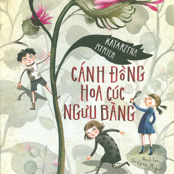 Cánh Đồng Hoa Cúc Ngưu Bàng Cánh Đồng Hoa Cúc Ngưu Bàng