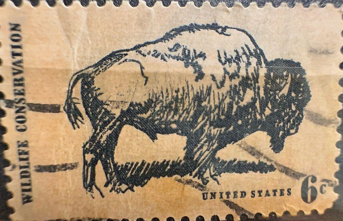 Tem Wildlife Conservation 1970 – Bò Rừng Bison