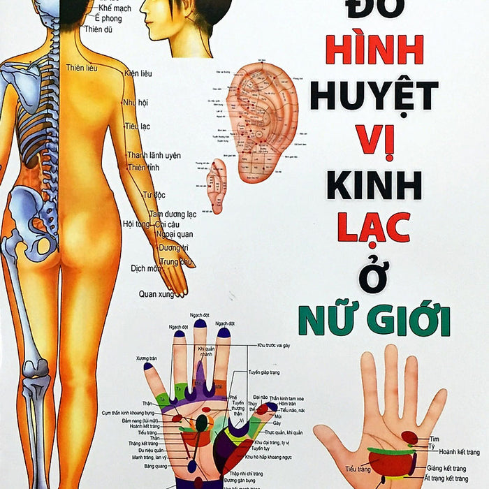 Đồ Hình Huyệt Vị Kinh Lạc (Qb)