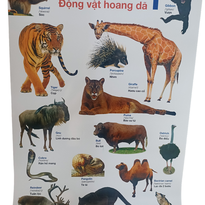 Poster Lớn - Động Vật Hoang Dã 1