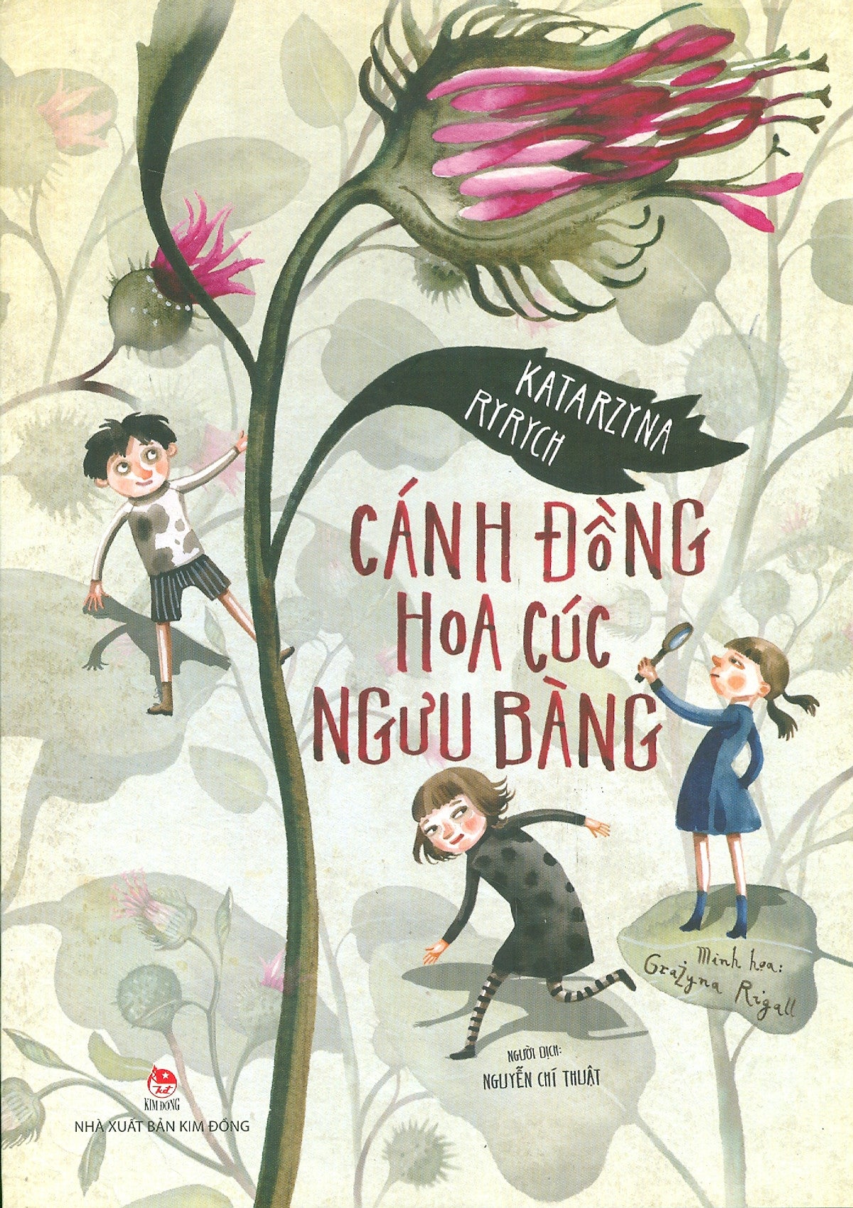 Cánh Đồng Hoa Cúc Ngưu Bàng